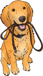 Golden Retriever Puppy Holding Lead