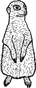 Meerkat