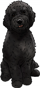 Black Cavapoo