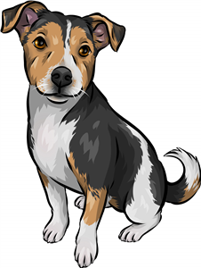 Jack Russell Terrier