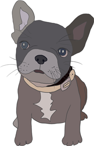 French Bulldog Puppy