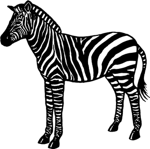 Zebra