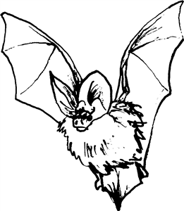 Flying Bat