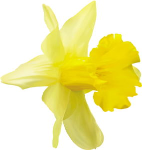 Daffodil