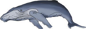 Humpback Whale