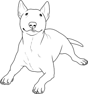 Cute Bull Terrier