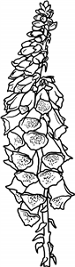 Foxglove