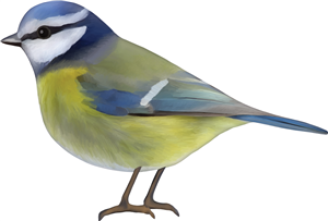 Blue Tit