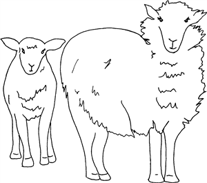 Sheep & Lamb