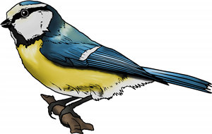 Blue Tit