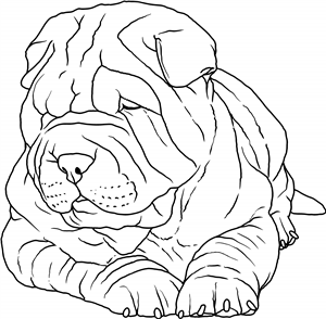 Shar Pei