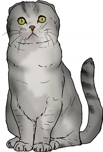 Scottish Fold Cat