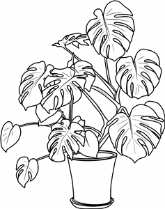 Monstera House Plant