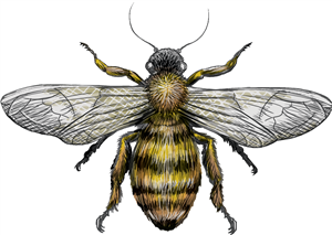 Bee