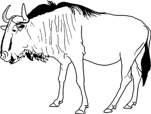Wildebeest
