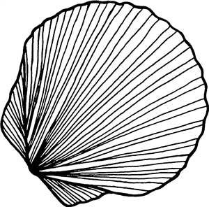 Seashell