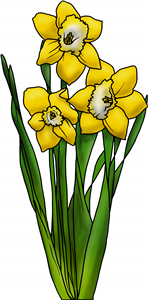 Daffodils