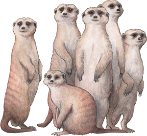 Mob Of Meerkats