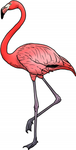 Flamingo
