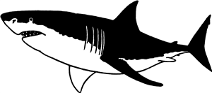 Great White Shark
