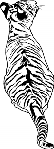 Tiger Cub