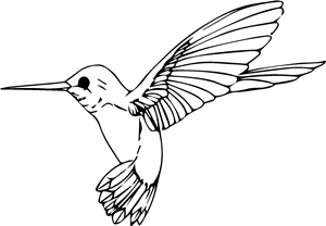 Hummingbird
