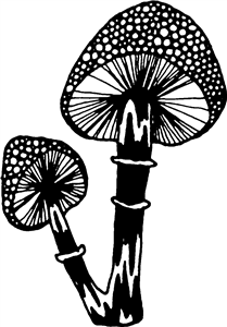 Dotty Mushroom
