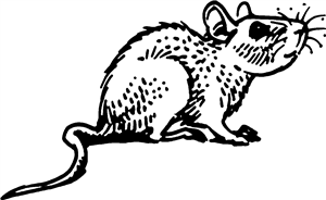Rat