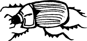 Beetle