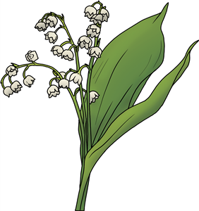 Lily of the Valley