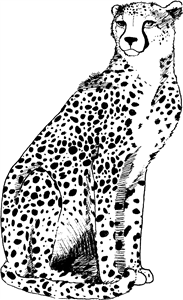 Cheetah