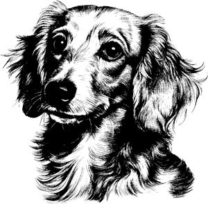 dachshund