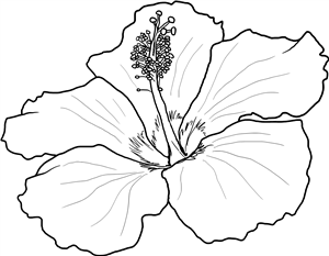 Hibiscus Flower