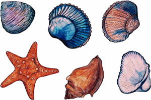 Shells & Starfish