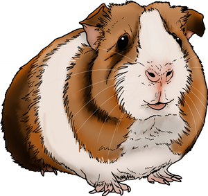 Guniea Pig