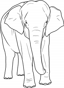 Asian Elephant