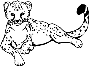 Cheetah