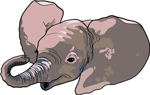Baby Elephant