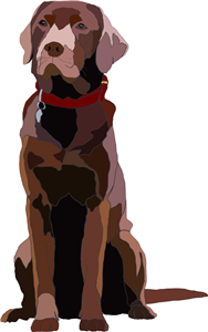 Chocolate Labrador