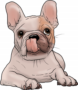 French Bulldog Puppy