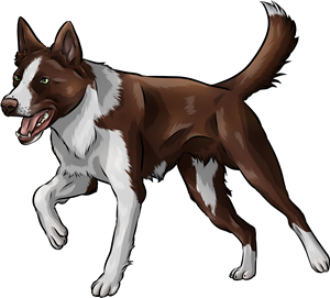 Chocolate Border Collie