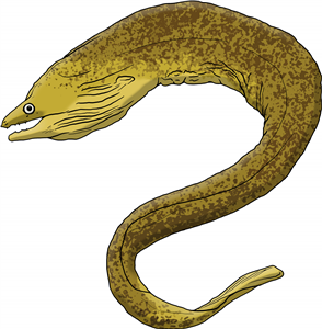 Moray Eel