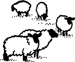 Grazing Sheep