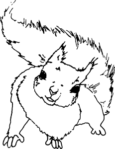 Curious Squirrel
