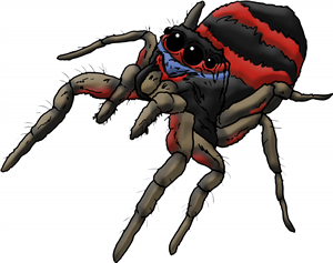 Jumping Spider