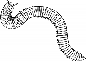 Millipede