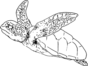 Turtle Swimming