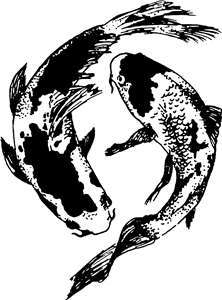Koi Carp