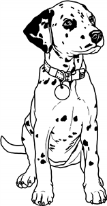 Dalmatian