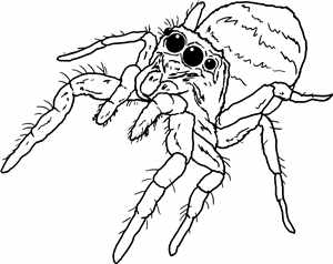 Jumping Spider